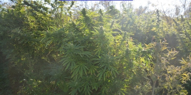 TIMIȘ: Răsaduri de cannabis crescute lângă cele de roșii. Vezi aici ce au descoperit polițiștii în urma unei descinderi