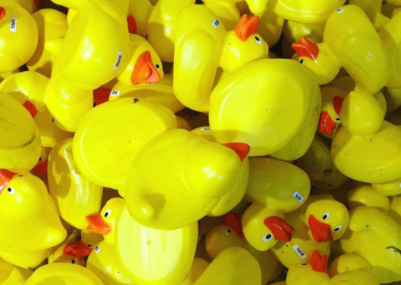 Concurs cu tradiție la Timișoara! Începe cursa de rățuște pe râul Bega, în scopuri caritabile