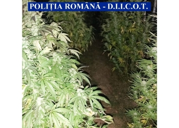 Doi tineri din vestul țării au fost prinși în flagrant cu droguri de mare risc