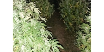 Doi tineri din vestul țării au fost prinși în flagrant cu droguri de mare risc