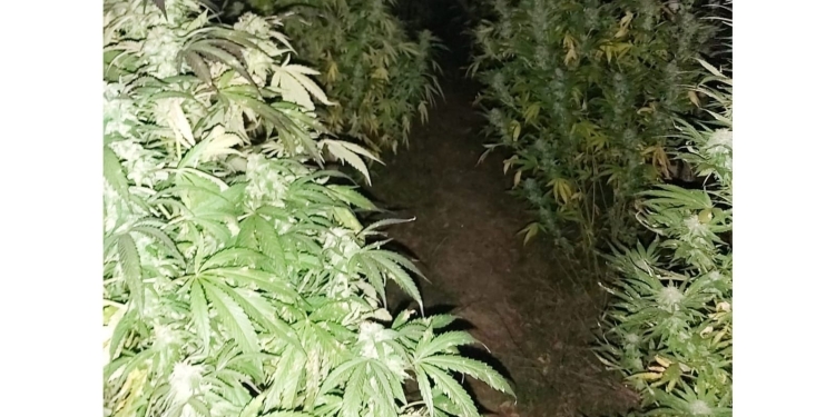 Doi tineri din vestul țării au fost prinși în flagrant cu droguri de mare risc