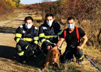 Cățel salvat din nămol