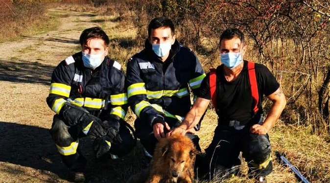 Cățel salvat din nămol