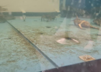 VIDEO Pește cu rugină! Asta comercializa un supermarket din Timișoara. Inspectorii OPC au aplicat amenzi uriașe și au oprit comercializarea peștelui viu