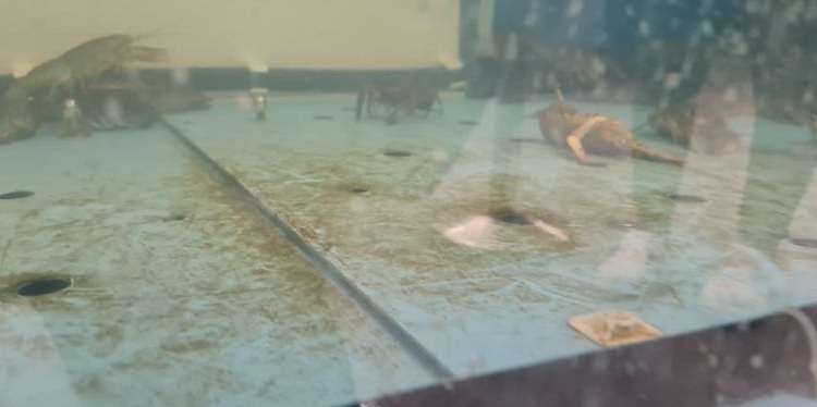 VIDEO Pește cu rugină! Asta comercializa un supermarket din Timișoara. Inspectorii OPC au aplicat amenzi uriașe și au oprit comercializarea peștelui viu