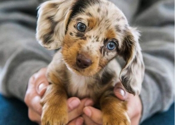 Donații pentru câinii fără stăpân