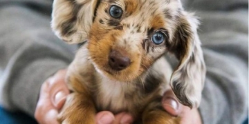 Donații pentru câinii fără stăpân