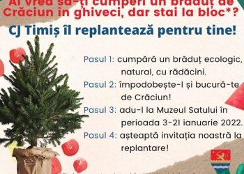 Timișorenii care-și cumpără brad de Crăciun în ghiveci, pot să-i replanteze! Inițiativă a Consiliului Județean Timiș