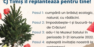 Timișorenii care-și cumpără brad de Crăciun în ghiveci, pot să-i replanteze! Inițiativă a Consiliului Județean Timiș