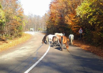 INEDIT! Herghelie de cai sălbatici surprinsă pe un drum din Caraș-Severin