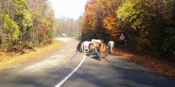 INEDIT! Herghelie de cai sălbatici surprinsă pe un drum din Caraș-Severin