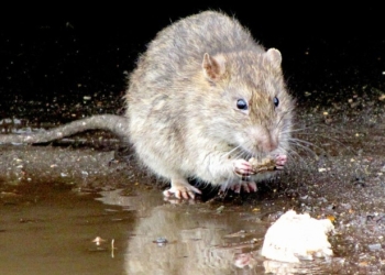 Fug șoarecii și șobolanii din Timișoara! Începe deratizarea!