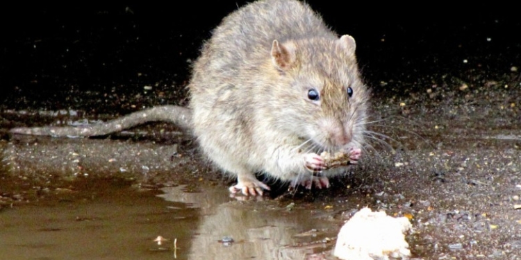 Fug șoarecii și șobolanii din Timișoara! Începe deratizarea!