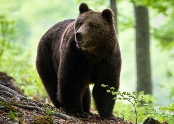 Un cioban din vestul țării a fost atacat de urs! Bărbatul a ajuns la spitalul județean din Timișoara