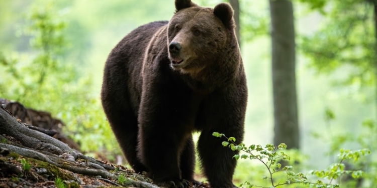 Un cioban din vestul țării a fost atacat de urs! Bărbatul a ajuns la spitalul județean din Timișoara