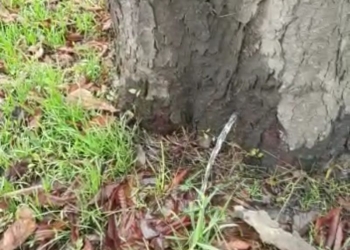 Încă o premieră în Timișoara! „Copacul-izvor” a apărut pe o stradă din oraș