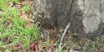 Încă o premieră în Timișoara! „Copacul-izvor” a apărut pe o stradă din oraș