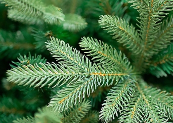 Brazii de la Târgul de Crăciun din Piața Libertății din Timișoara vor fi replantați