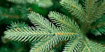 Brazii de la Târgul de Crăciun din Piața Libertății din Timișoara vor fi replantați