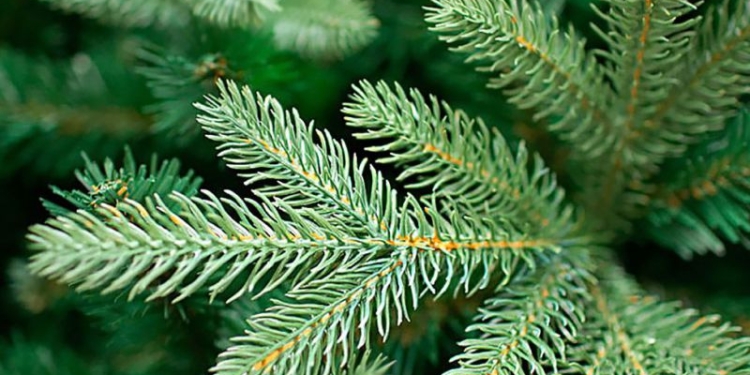 Brazii de la Târgul de Crăciun din Piața Libertății din Timișoara vor fi replantați