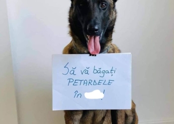 Zeci de animale de companie dispărute în zona periurbană a Timișoarei, în noaptea de Revelion!