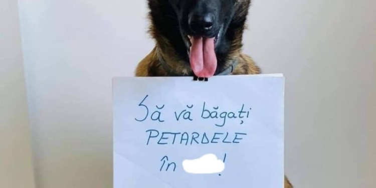Zeci de animale de companie dispărute în zona periurbană a Timișoarei, în noaptea de Revelion!