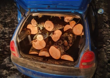 Un tânăr a fost reținut de poliție pentru că a tăiat lemne ilegal și le-a transportat într-o mașină neînmatriculată fără a avea permis de conducere