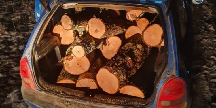 Un tânăr a fost reținut de poliție pentru că a tăiat lemne ilegal și le-a transportat într-o mașină neînmatriculată fără a avea permis de conducere