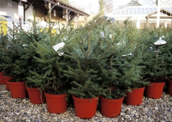 Se colectează brazi de Crăciun în ghiveci! Muzeul Satului din Timișoara îi preia