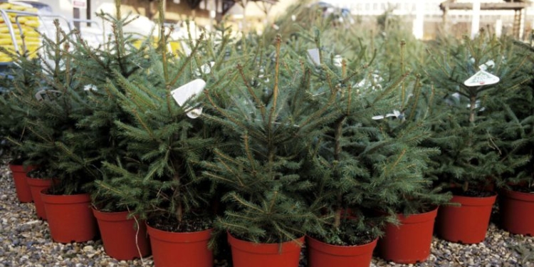 Se colectează brazi de Crăciun în ghiveci! Muzeul Satului din Timișoara îi preia