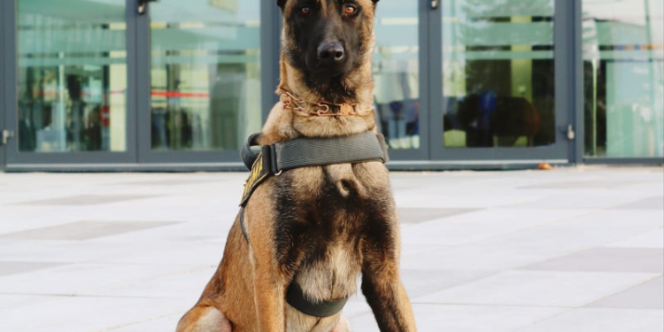 Poți fugi, dar nu te poți ascunde de Dax! Cel mai nou „agent” de la aerogara din Timișoara distinge 7 miliarde de mirosuri