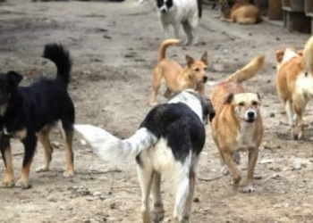 Desfigurat de o haită de câini! Un bătrân din Reșița a ajuns în stare gravă la spital, mușcat de 10 câini