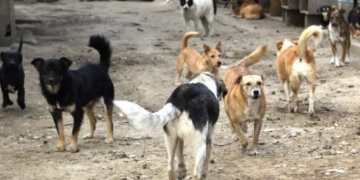 Desfigurat de o haită de câini! Un bătrân din Reșița a ajuns în stare gravă la spital, mușcat de 10 câini