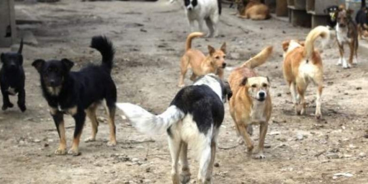 Desfigurat de o haită de câini! Un bătrân din Reșița a ajuns în stare gravă la spital, mușcat de 10 câini