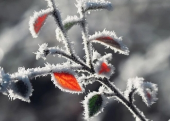 Temperaturi maxime de până la 14 grade, în Timiș