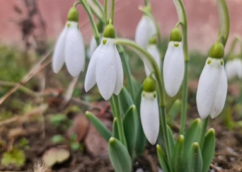 Vreme de primăvară la Timișoara