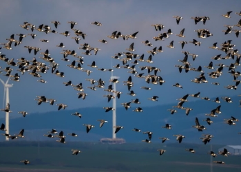FOTO! Natura în spectacol în vestul țării, în Parcul Național Cheile Nerei – Beușnița
