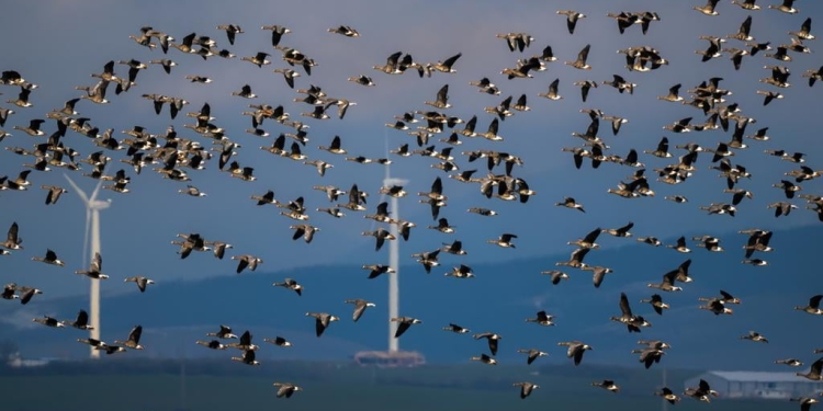 FOTO! Natura în spectacol în vestul țării, în Parcul Național Cheile Nerei – Beușnița
