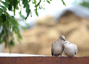Dragostea „e ca o râie” pentru un tânăr de Timișoara! Nici măcar ordinul de protecție împotriva sa nu l-a ținut departe de femeia iubită
