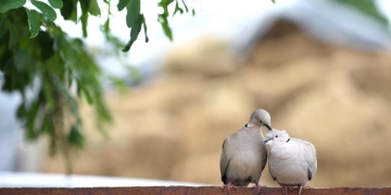 Dragostea „e ca o râie” pentru un tânăr de Timișoara! Nici măcar ordinul de protecție împotriva sa nu l-a ținut departe de femeia iubită