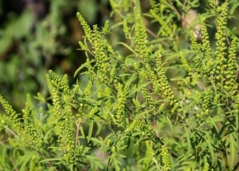 Agenția pentru Protecția Mediului Timiș informează cetățenii şi autorităţile administrației publice locale despre necesitatea combaterii ambroziei