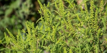 Agenția pentru Protecția Mediului Timiș informează cetățenii şi autorităţile administrației publice locale despre necesitatea combaterii ambroziei