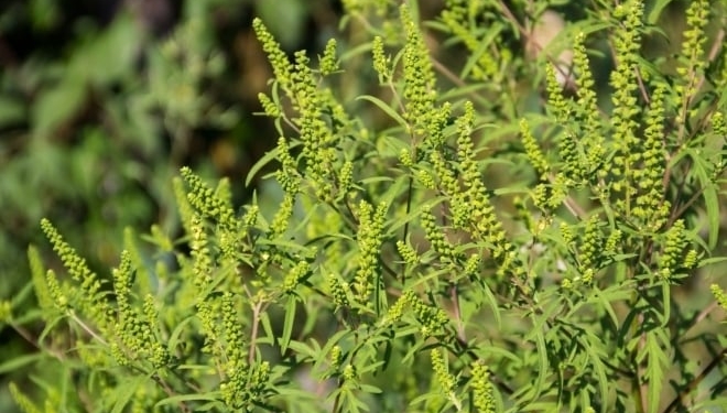 Agenția pentru Protecția Mediului Timiș informează cetățenii şi autorităţile administrației publice locale despre necesitatea combaterii ambroziei