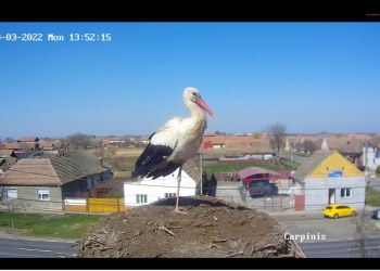 Cuibul berzelor Ela și Cris, de la Cărpiniș, „a înregistrat” prima aterizare de anul acesta!