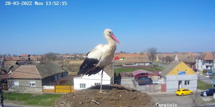 Cuibul berzelor Ela și Cris, de la Cărpiniș, „a înregistrat” prima aterizare de anul acesta!