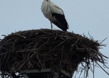 Semnul că primăvara e aproape! Au venit primele berze