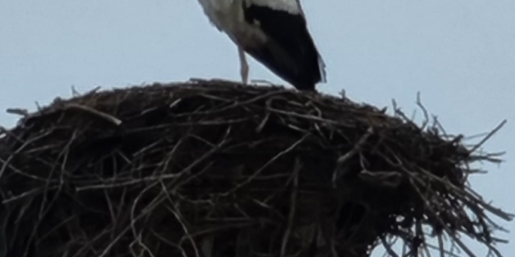 Semnul că primăvara e aproape! Au venit primele berze