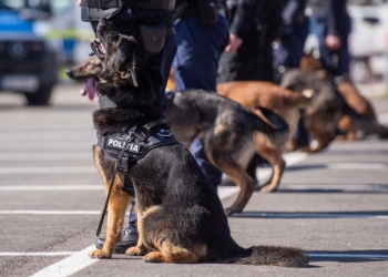 După doi ani de pandemie, a fost organizată Ziua Porților Deschise la IPJ Timiș