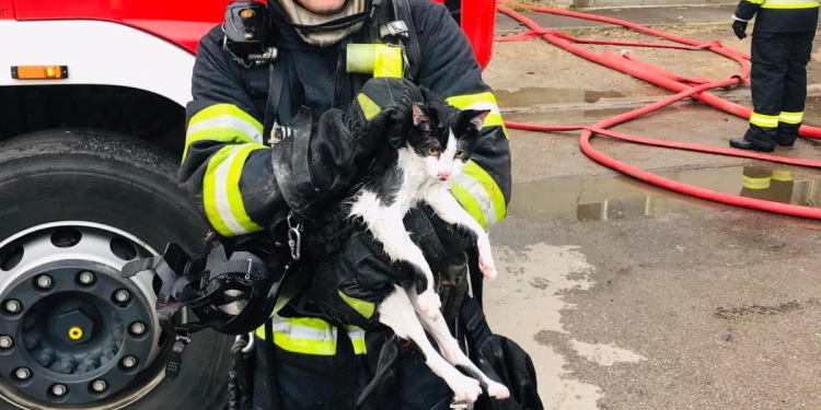 7 pisici salvați de pompieri, din incendiul din Complexul Studențesc din Timișoara