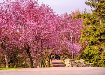 Culoare, parfum și dragoste! Malurile Begăi în toată splendoarea, a înflorit Tunelul Iubirii